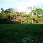Regnskogavtalen knyttet til beskyttelse av Amazonas