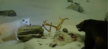 Museologisk forskning
