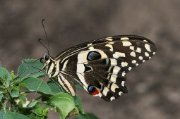 Denne vanlige sommerfuglen finnes også på Mauritius. Hentet fra wikimedia commons