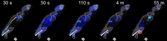 PET/CT-bilde av en mus. Man ser hvordan sporstoffet reiser rundt i kroppen, før det finner fram til områder med høy metabolisk aktivitet.