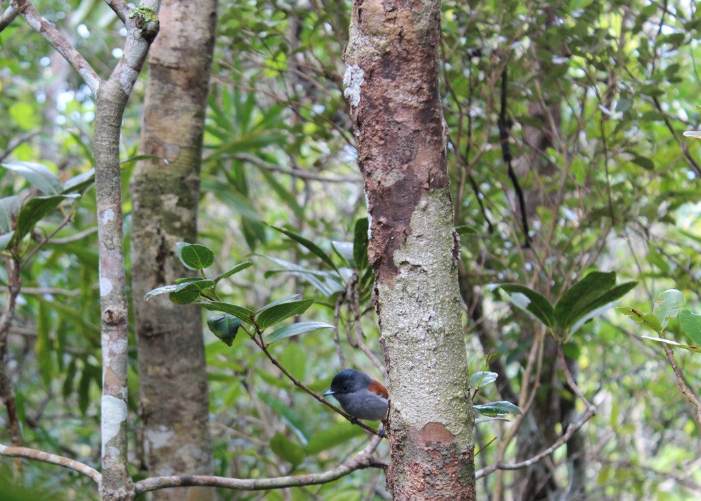 Fuglen Mascarene Paradise Flycatcher på Mauritius i restaurert skog
