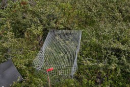 Et bur til å fange planter i